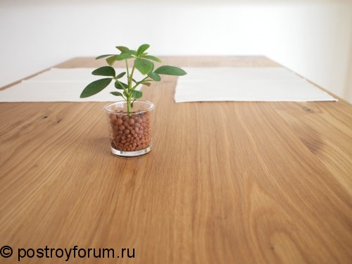 Зеленое дерево на столе